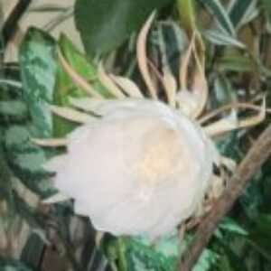 Foto de perfil de Abigail